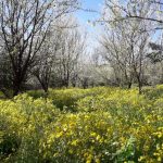 زمین باغی
