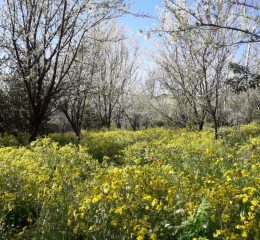 زمین باغی