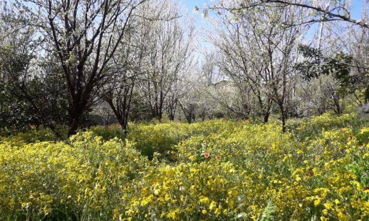 زمین باغی