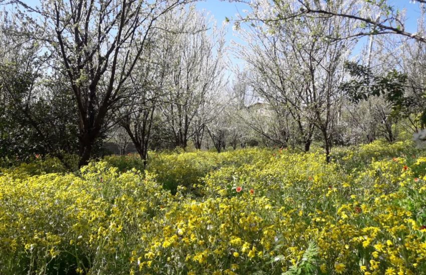 زمین باغی